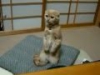 Funny Cats - Смешные кошки - Лучшие коты 2010 года